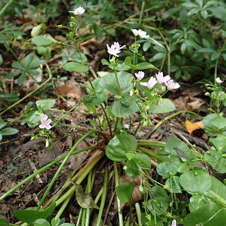 Claytonia sibirica \ Sibirisches Tellerkraut / Indian Lettuce, Pink Purslane, D Schotten 30.7.2019