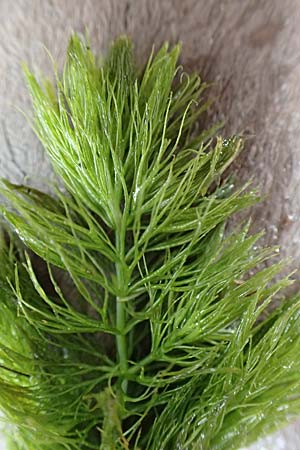 Ceratophyllum submersum / Soft Hornwort, D Walldorf 6.8.2019