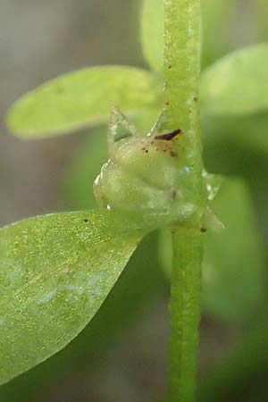 Callitriche stagnalis \ Teich-Wasserstern / Pond Water Starwort, D Sachsenheim-Häfnerhaslach 11.9.2019