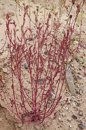 Chenopodium striatiforme \ Kleinblttriger Gnsefu / False Striped Goosefoot, D Mannheim 15.10.2019