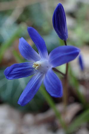 Scilla sardensis \ Sardes-Schneeglanz, Dunkle Sternhyazinthe, D Mannheim-Pfingstberg 24.3.2021