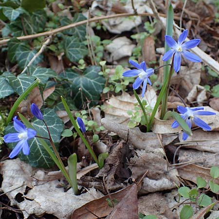 Scilla sardensis \ Sardes-Schneeglanz, Dunkle Sternhyazinthe, D Mannheim-Pfingstberg 24.3.2021