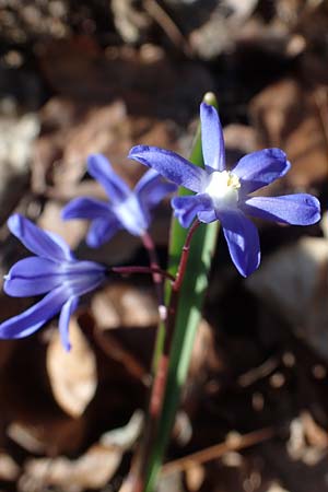 Scilla sardensis \ Sardes-Schneeglanz, Dunkle Sternhyazinthe / Sardes Glory of the Snow, D Ludwigshafen 24.3.2021