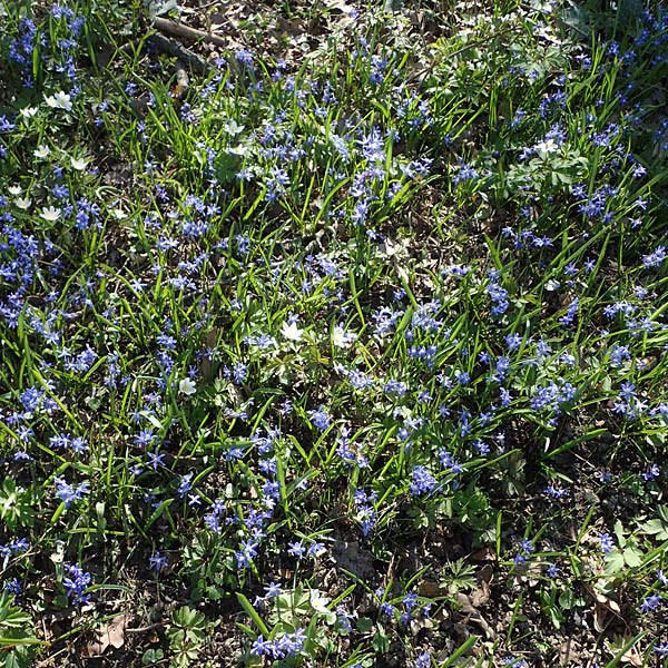 Scilla sardensis \ Sardes-Schneeglanz, Dunkle Sternhyazinthe / Sardes Glory of the Snow, D Ludwigshafen 31.3.2021