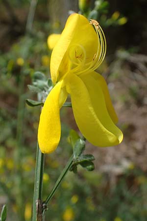 Cytisus scoparius \ Besen-Ginster / Scotch Broom, D Odenwald, Oberflockenbach 8.5.2021