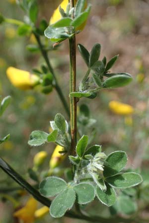 Cytisus scoparius \ Besen-Ginster / Scotch Broom, D Odenwald, Oberflockenbach 8.5.2021