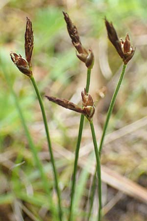 Carex supina \ Steppen-Segge, Zwerg-Segge, D Mannheim 19.5.2021