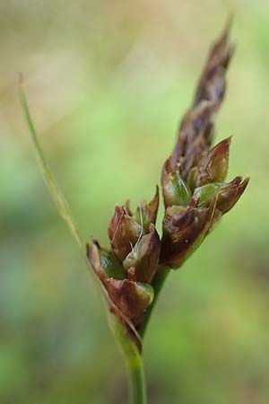 Carex supina \ Steppen-Segge, Zwerg-Segge / Dwarf Sedge, D Mannheim 19.5.2021