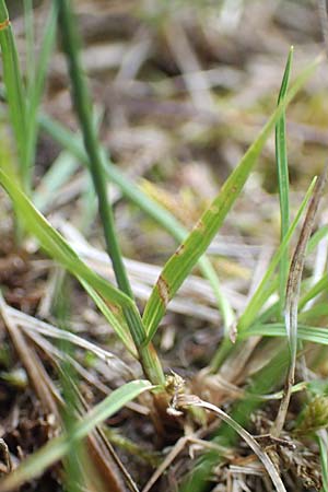 Carex supina \ Steppen-Segge, Zwerg-Segge / Dwarf Sedge, D Mannheim 19.5.2021