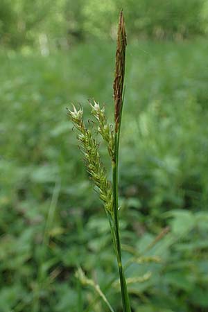 Carex sylvatica \ Wald-Segge, D Ketsch 20.5.2021
