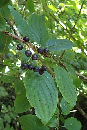 Cornus sanguinea \ Blutroter Hartriegel, Roter Hartriegel, D Ludwigshafen 2.9.2021