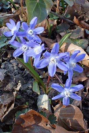 Scilla sardensis \ Sardes-Schneeglanz, Dunkle Sternhyazinthe, D Ludwigshafen 9.3.2022