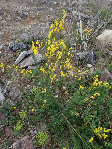 Cytisus striatus / Hairy-Fruited Broom, Portuguese Broom, D Mannheim 26.4.2022