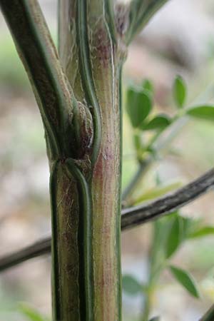 Cytisus striatus \ Gesteifter Besen-Ginster / Hairy-Fruited Broom, Portuguese Broom, D Mannheim 26.4.2022
