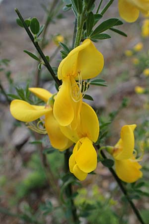 Cytisus striatus / Hairy-Fruited Broom, Portuguese Broom, D Mannheim 26.4.2022