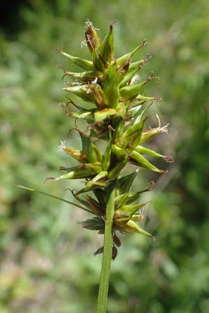 Carex spicata \ Stachel-Segge, Korkfrchtige Segge / Spicate Sedge, Prickly Sedge, D Hardheim 28.5.2022
