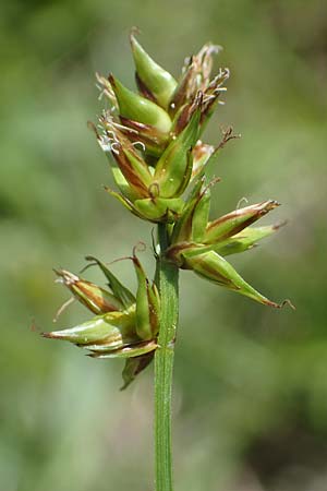 Carex spicata \ Stachel-Segge, Korkfrchtige Segge, D Hardheim 28.5.2022