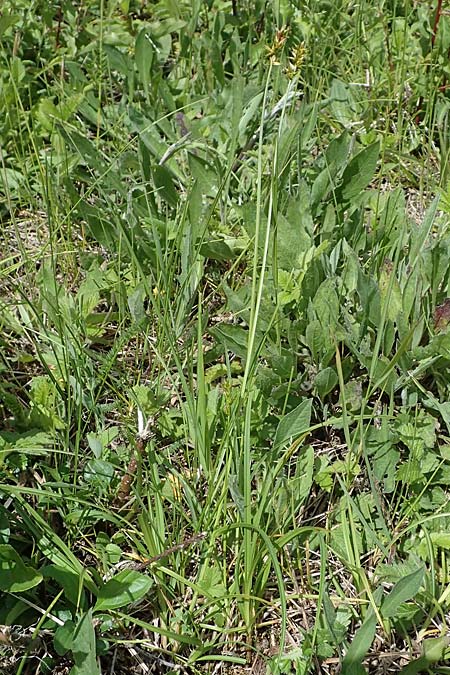 Carex spicata \ Stachel-Segge, Korkfrchtige Segge, D Hardheim 28.5.2022