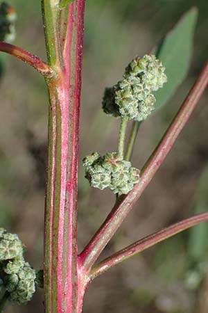 Chenopodium strictum \ Streifen-Gnsefu / Striped Goosefoot, Lateflowering Goosefoot, D Brühl bei/near Mannheim 19.10.2022