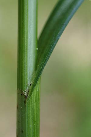 Carex spicata \ Stachel-Segge, Korkfrchtige Segge, D Höpfingen 20.5.2023