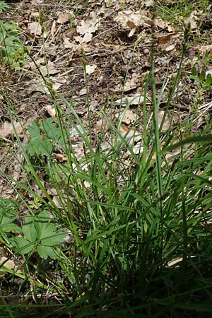 Carex spicata \ Stachel-Segge, Korkfrchtige Segge / Spicate Sedge, Prickly Sedge, D Höpfingen 20.5.2023