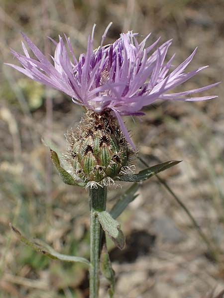 Centaurea stoebe \ Rispen-Flockenblume / Panicled Knapweed, D Thüringen, Bottendorf 13.6.2023