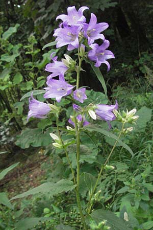 Campanula trachelium \ Nesselblttrige Glockenblume, D Bensheim 12.7.2007