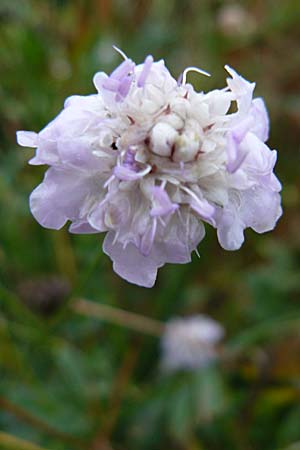 Cephalaria transsylvanica / Transsilvanian Scabiosa, D Botan. Gar.  Universit.  Mainz 13.9.2008