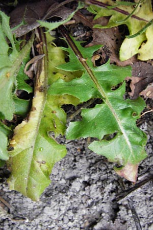 Crepis taraxicifolia \ Lwenzahnblttriger Pippau / Beaked Hawk's-Beard, D Östringen-Eichelberg 30.4.2015