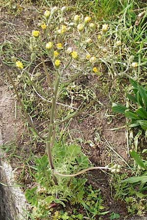 Crepis taraxicifolia \ Lwenzahnblttriger Pippau / Beaked Hawk's-Beard, D Östringen-Eichelberg 5.5.2015