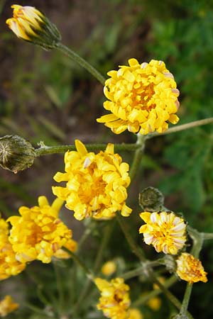 Crepis taraxicifolia \ Lwenzahnblttriger Pippau / Beaked Hawk's-Beard, D Östringen-Eichelberg 5.5.2015