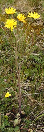 Crepis taraxicifolia \ Lwenzahnblttriger Pippau / Beaked Hawk's-Beard, D Gerolzhofen-Sulzheim 9.5.2015