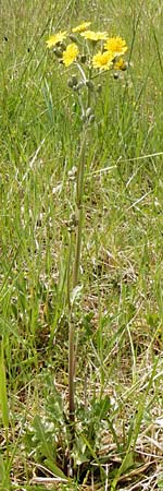 Crepis taraxicifolia \ Lwenzahnblttriger Pippau / Beaked Hawk's-Beard, D Gerolzhofen-Sulzheim 9.5.2015