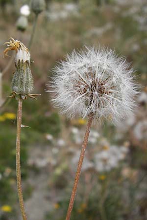 Crepis taraxicifolia / Beaked Hawk's-Beard, D Östringen-Eichelberg 25.5.2015