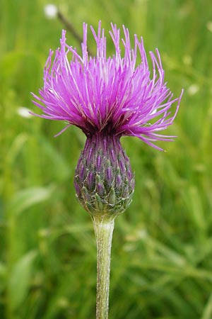 Cirsium tuberosum \ Knollige Kratzdistel, Knollen-Kratzdistel / Tuberous Thistle, D Grettstadt 18.7.2015