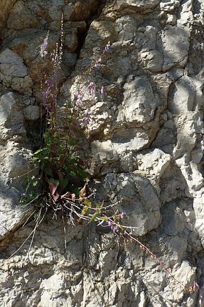 Campanula trachelium \ Nesselblttrige Glockenblume / Nettle-Leaved Bellflower, D Schwenningen (Schwäb. Alb) 26.7.2015