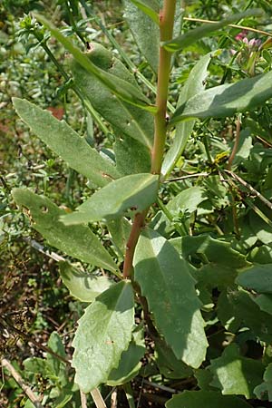 Hylotelephium vulgare \ Berg-Waldfetthenne, D Runkel an der Lahn 22.8.2015