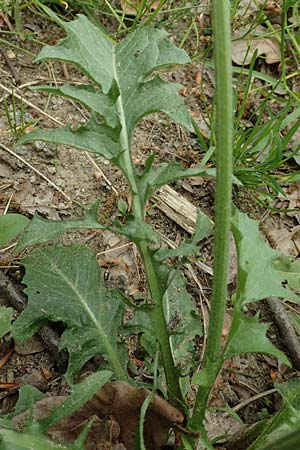 Crepis taraxicifolia \ Lwenzahnblttriger Pippau / Beaked Hawk's-Beard, D Oberlaudenbach 28.4.2018