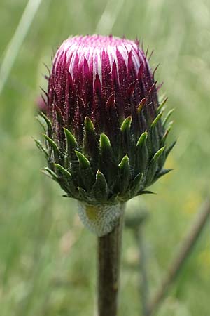 Cirsium tuberosum \ Knollige Kratzdistel, Knollen-Kratzdistel / Tuberous Thistle, D Groß-Gerau 28.5.2018