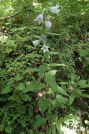 Campanula trachelium \ Nesselblttrige Glockenblume, D Ehrenberg-Seiferts 30.7.2020