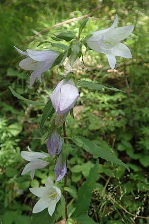 Campanula trachelium \ Nesselblttrige Glockenblume / Nettle-Leaved Bellflower, D Ehrenberg-Seiferts 30.7.2020