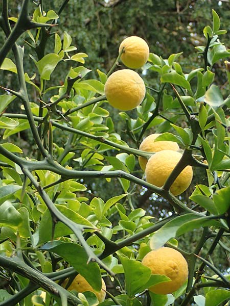 Citrus trifoliata \ Bitterorange, Dreiblatt-Zitrone, D Weinheim an der Bergstraße, Schlosspark 22.10.2020