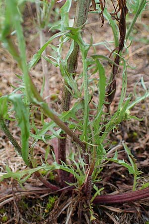 Crepis tectorum \ Dach-Pippau / Narrow-Leaved Hawk's-Beard, D Hockenheim 24.6.2021