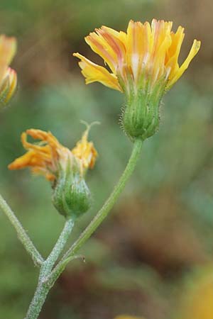 Crepis tectorum \ Dach-Pippau, D Hockenheim 24.6.2021