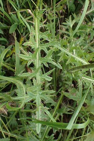 Cirsium tuberosum \ Knollige Kratzdistel, Knollen-Kratzdistel / Tuberous Thistle, D Neuleiningen 26.8.2021