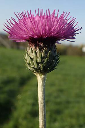 Cirsium tuberosum \ Knollige Kratzdistel, Knollen-Kratzdistel, D Kehl 29.10.2022