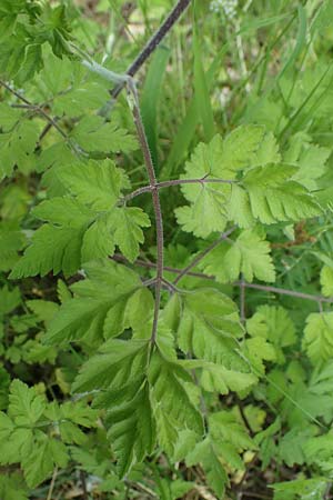 Chaerophyllum temulum \ Hecken-Klberkropf, Taumel-Klberkropf / Rough Chervil, D Höpfingen 20.5.2023