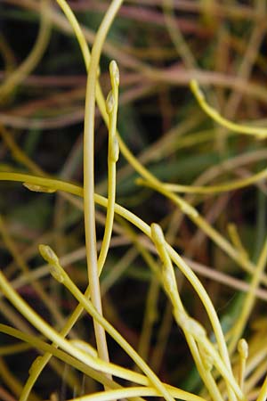 Cuscuta europaea \ Nessel-Seide / Greater Dodder, D Mannheim 19.5.2015