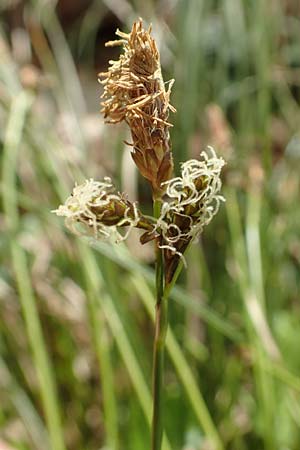 Carex umbrosa \ Schatten-Segge / Umbrosa Sedge, D Kraichgau, Malsch 8.4.2016