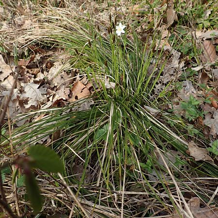 Carex umbrosa \ Schatten-Segge / Umbrosa Sedge, D Kraichgau, Malsch 8.4.2016